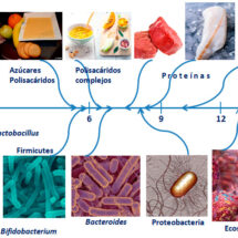 La importancia de la microbiota en los primeros 1000 días