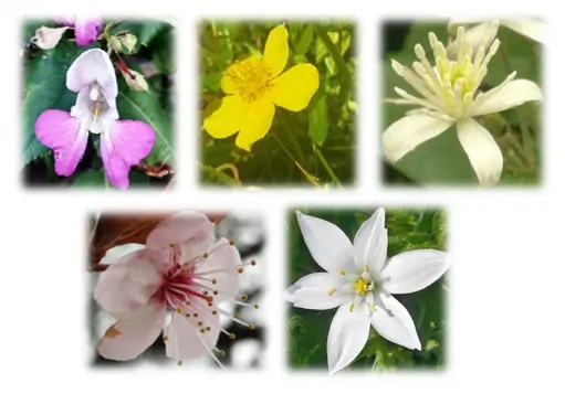 ¿Para quiénes son las Flores de Bach?