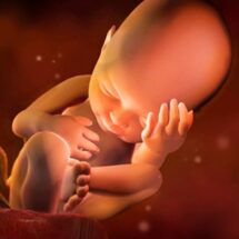 La vida intrauterina, ese maravilloso viaje de 40 semanas