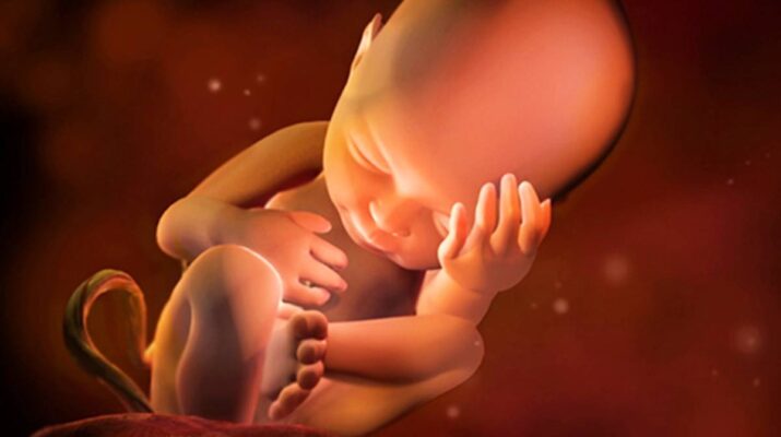 La vida intrauterina, ese maravilloso viaje de 40 semanas