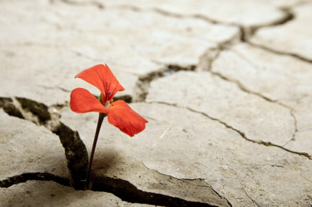 La resiliencia