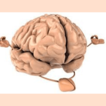 Mindfulness: El impacto de la función y anatomía del cerebro